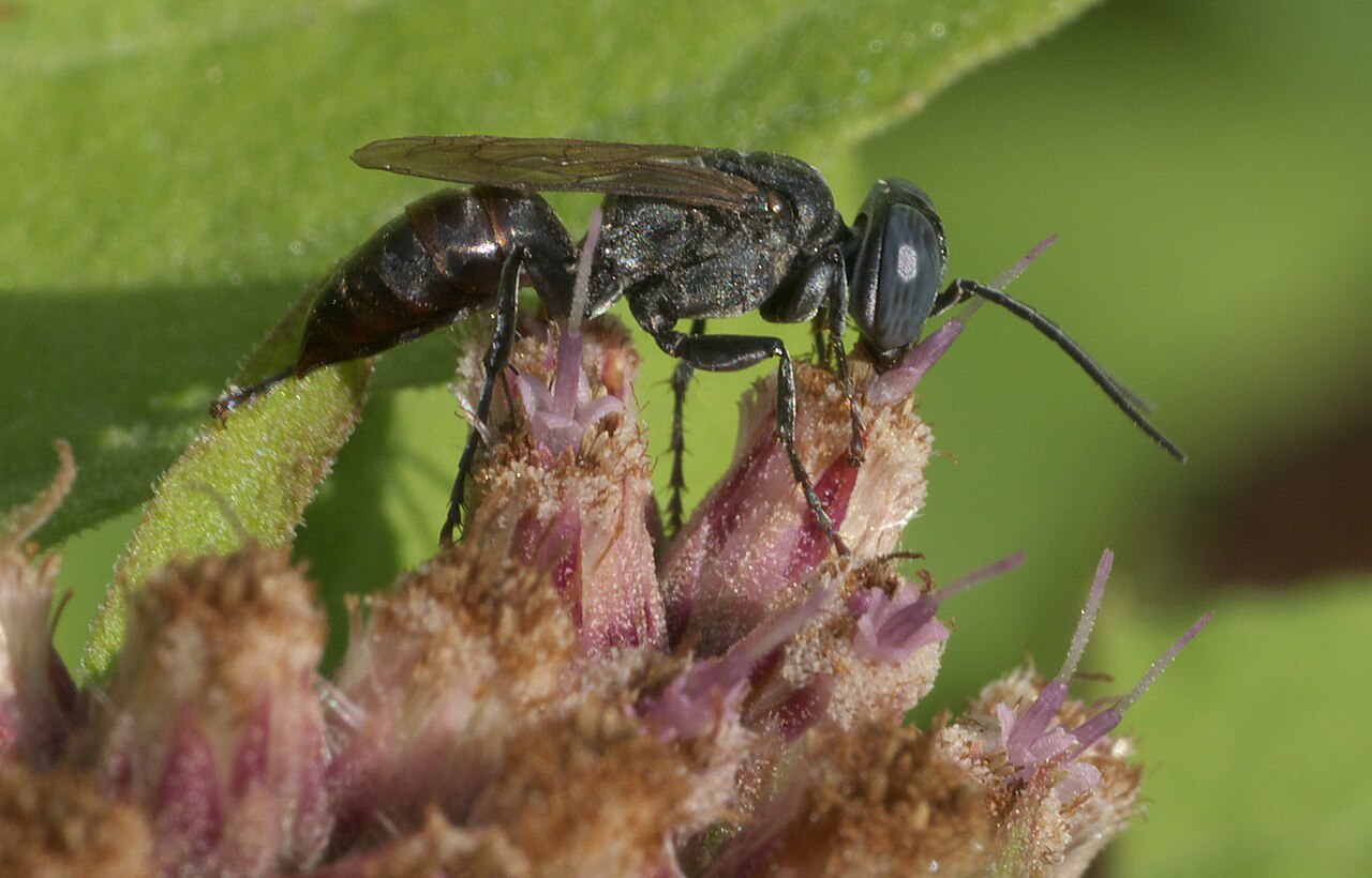 Gastrosericina P1280382a.jpg