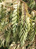 Olax phyllanthi