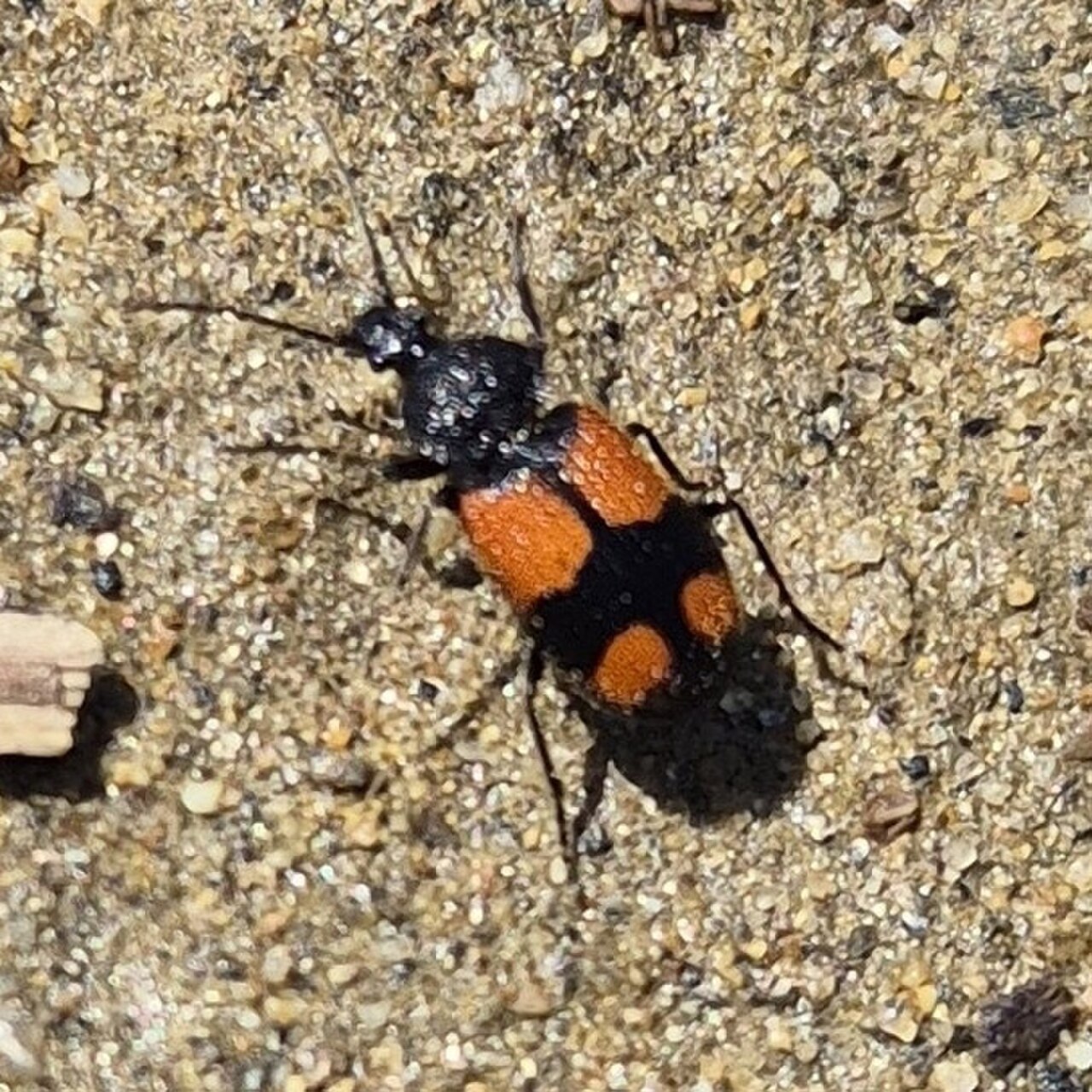 Panagaeus robustus.jpg
