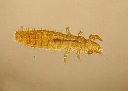 Proturan specimen (Acerentomon sp.)