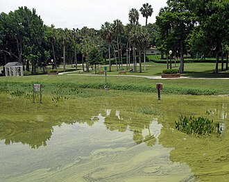 A lake with its surface completely covered by green algae and a grassy park with some trees in the background