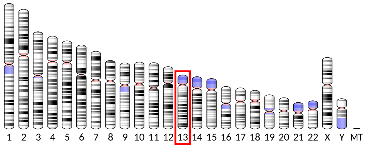 Ideogram human chromosome 13.svg
