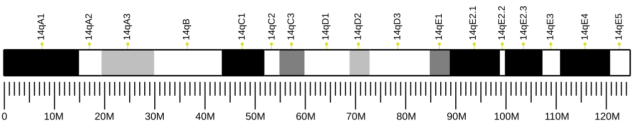 Ideogram of house mouse chromosome 14.svg