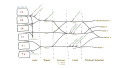 The brachial plexus, including all branches of the C5–T1 ventral primary rami. Includes mnemonics for learning the plexus's connections and branches.
