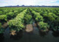 Furrow flood irrigation on a field of broccoli raised for seed in Yuma, Arizona.