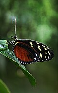 Ventral view - dew covered