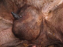 Udder of a Roux du Valais sheep after a healed mastitis; one teat was lost due to the disease.