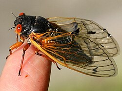 Female dorsal Brood XIII, 2024