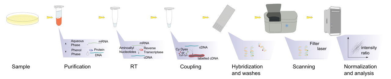 Microarray exp horizontal.svg