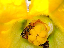Peponapis pruinosa