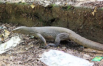 Bengal monitor Varanus bengalensis