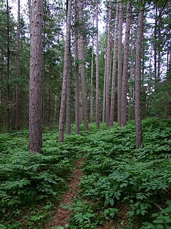 A temperate coniferous forest ecosystem in Petroglyphs Provincial Park, Ontario, Canada