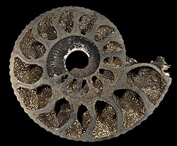 Pyrite as a replacement mineral in an ammonite from France
