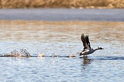 Male taking off, Helsinki, Finland
