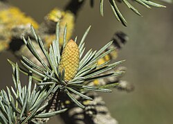 Immature male (pollen) cone of Lebanon cedar