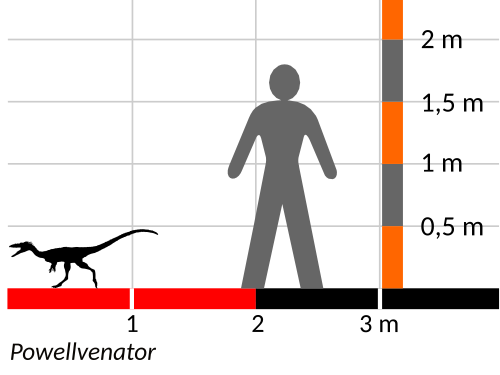 Size comparison of Powellvenator