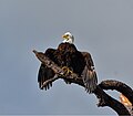 Bald eagle in the horaltic pose