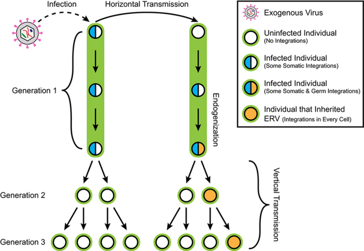 Retroviral endogenization.png