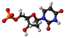 Ball-and-stick model of the dUMP molecule as an anion