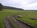 Footpath to Leighton Hall