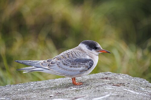 juvenile
