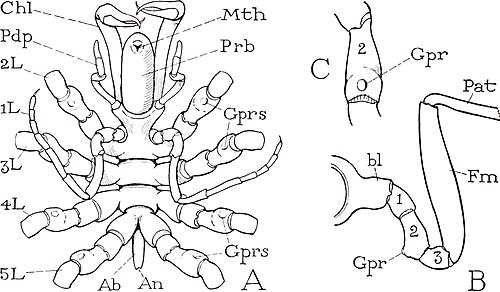 Ventral view and leg base of Chaetonymphon spinosum