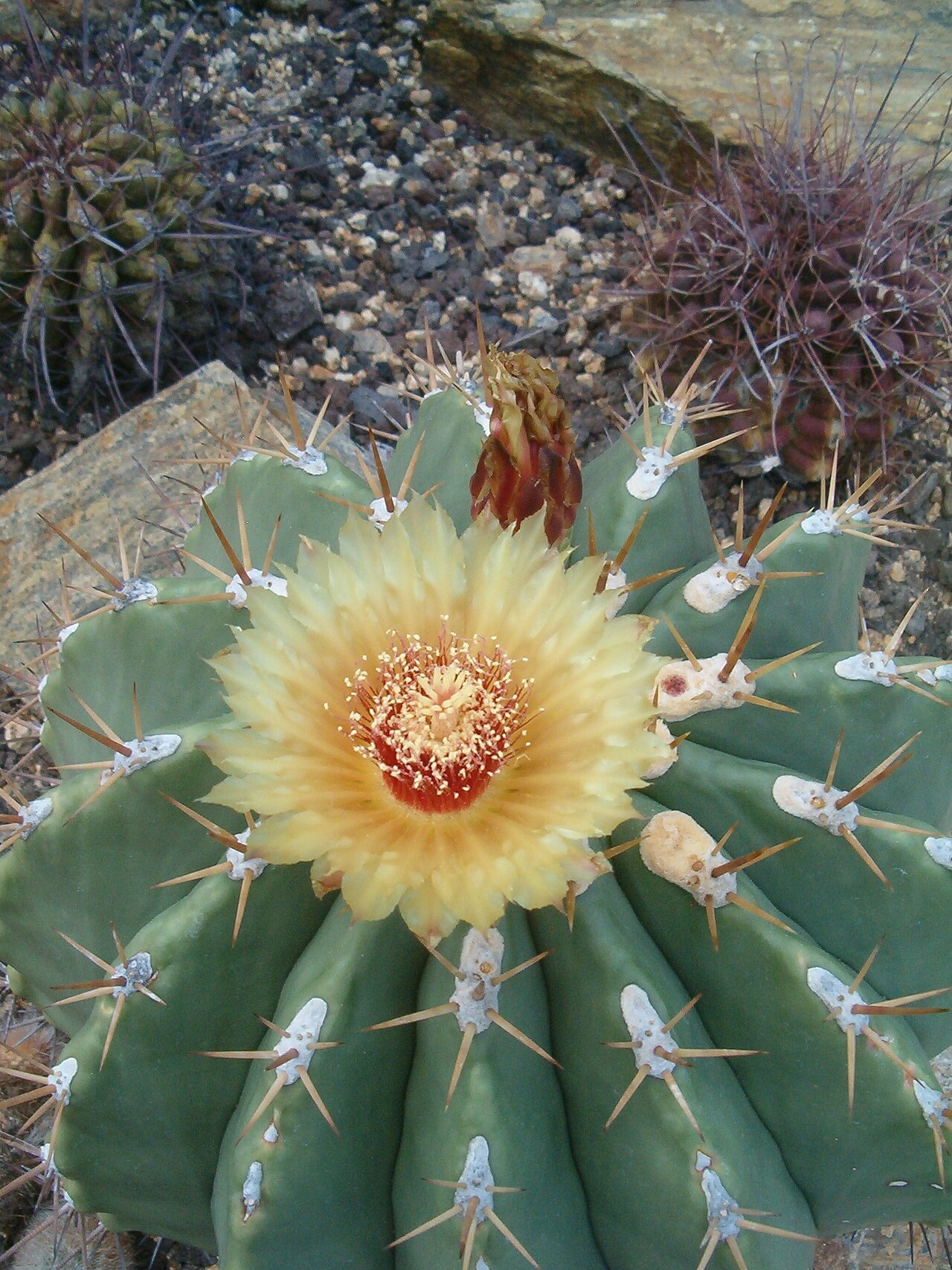Ferocactus pottsii pottsii BotGardBln07122011F.JPG