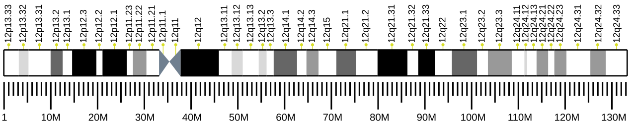 Human chromosome 12 ideogram.svg