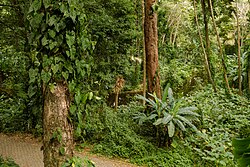 photo of tropical foliage at Parque Lage