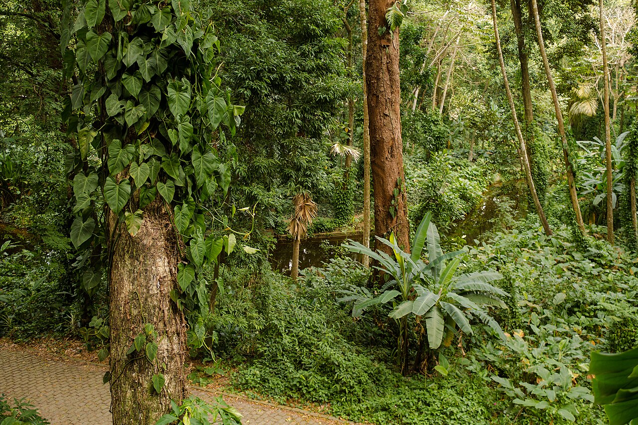 Parque Lage por Mariana Cristina Adão 12.jpg