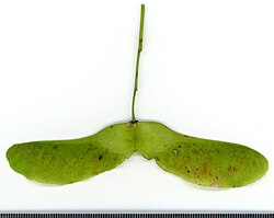 Fruit