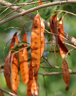 Dry fruits