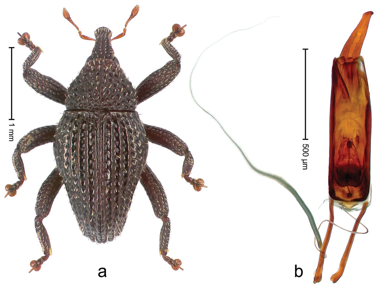 Trigonopterus misellus 35726.jpg