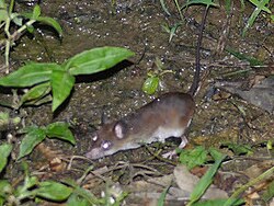 A large eared rat in a swamp
