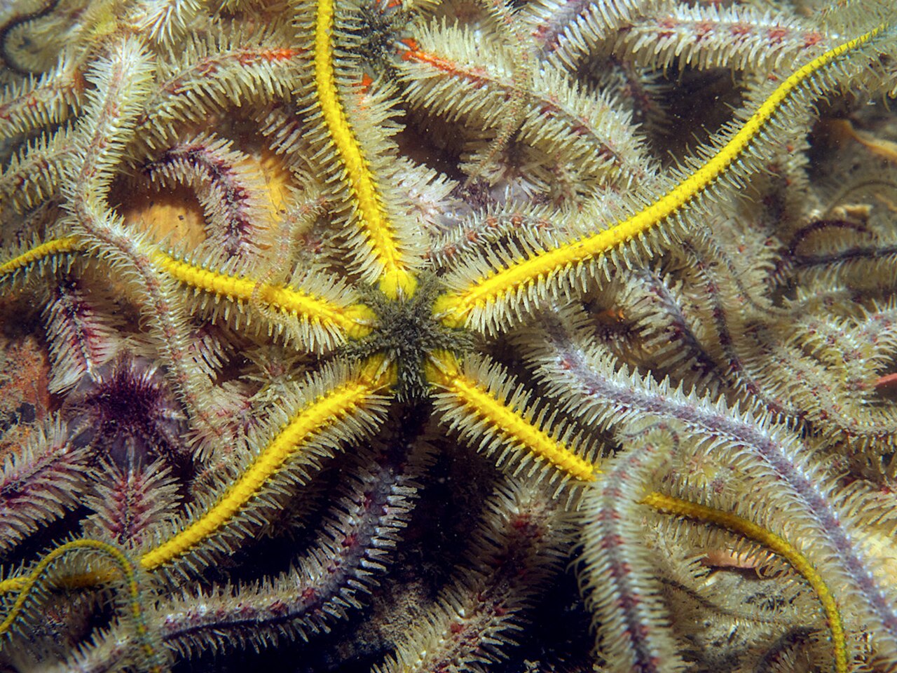 Ophiothrix-fragilis 4338.jpg
