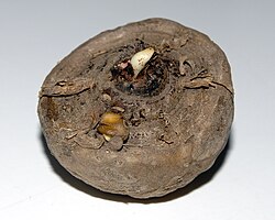 A rounded, dull brown bulb with a small white bud at the top