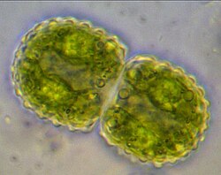 Cosmarium pseudamoenum, with a granulated cell wall