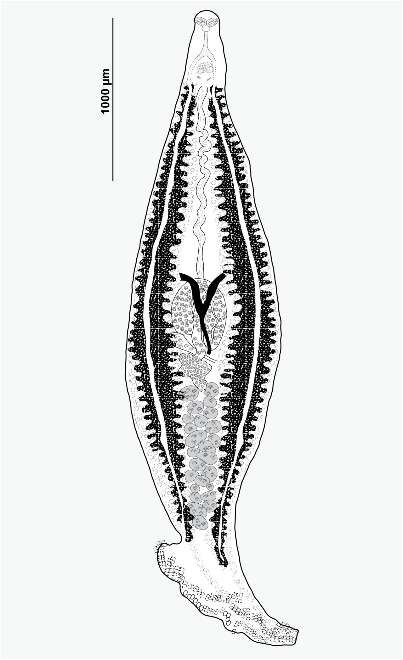 Microcotyle visa (Monogenea, Microcotylidae).png