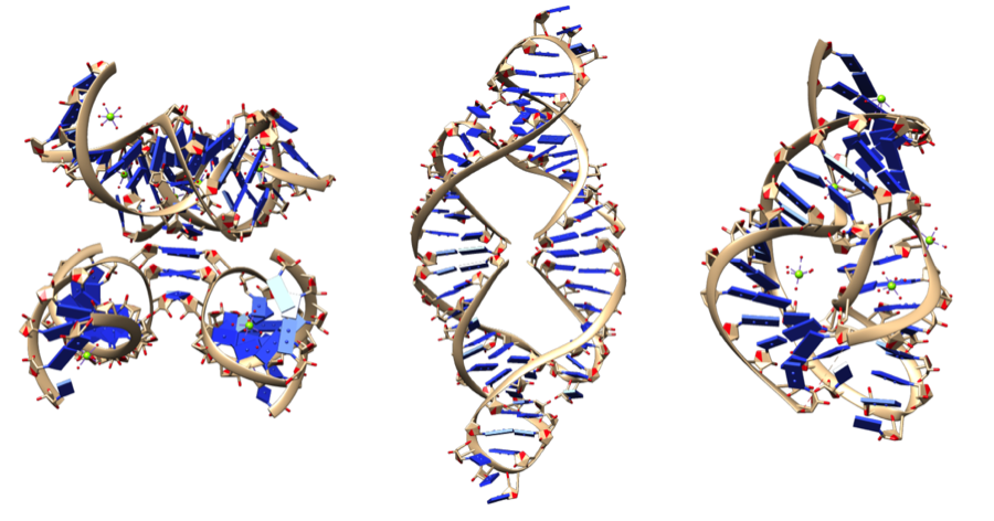 Ribozyme structure pictures