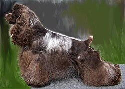 A long-haired, brown and white colored dog is seen in profile view.
