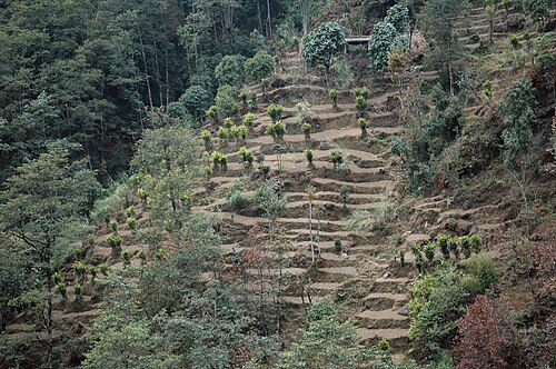 Terraced cardamom plants in India
