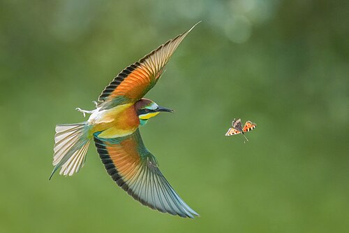 European bee-eater chasing an Aglais butterfly in flight