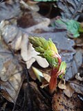 Young shoot pushing up through leaf litter. Přírodní park, Podkomorské forest, South Moravia, Czech Republic