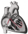 Schematic representation of the atrioventricular bundle