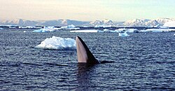 Southern minke whale spyhopping in Antarctica