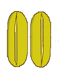 Longitudinal dehiscence of a pair of anthers