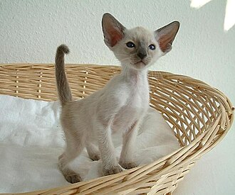 Blue point kitten