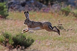 A hare jumping through the air