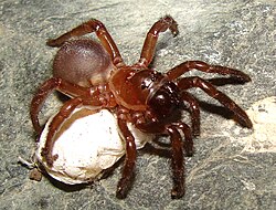 female Calathotarsus simoni