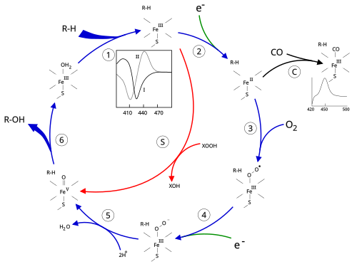 The P450 catalytic cycle